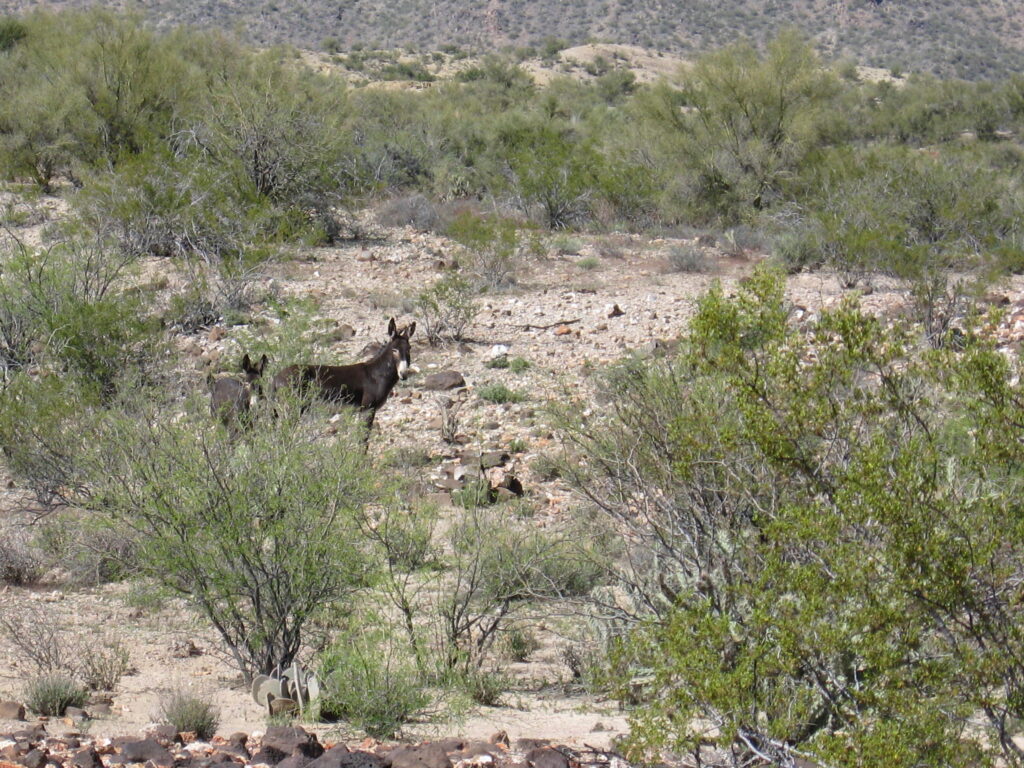 Wild burros near the Bagdad Mine.