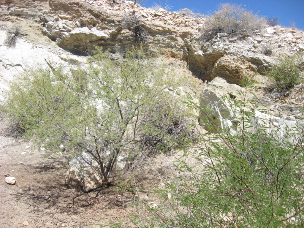 Area near the mine.