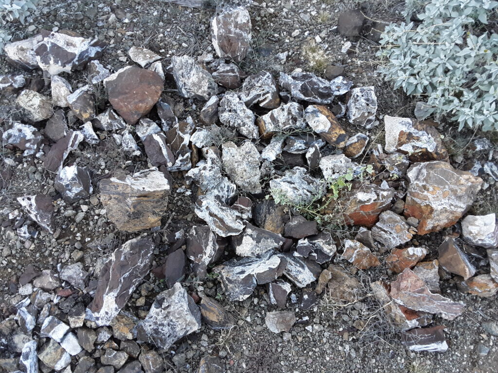 A nice batch of specimens after a hard day of collecting.