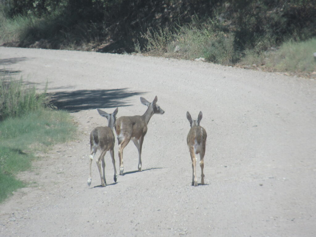 Plenty of deer on the way back home.